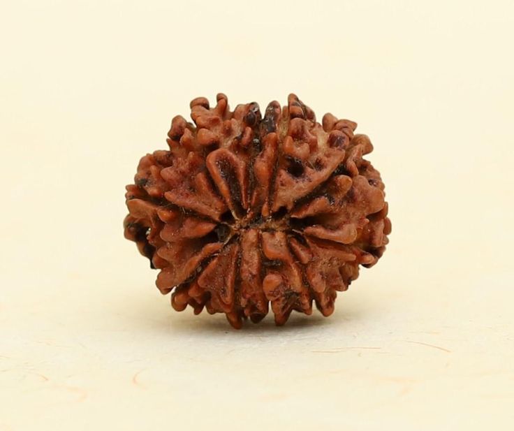 Original 7 Mukhi Nepali Rudraksha – Certified & Energized for Wealth, Health & Spiritual Balance