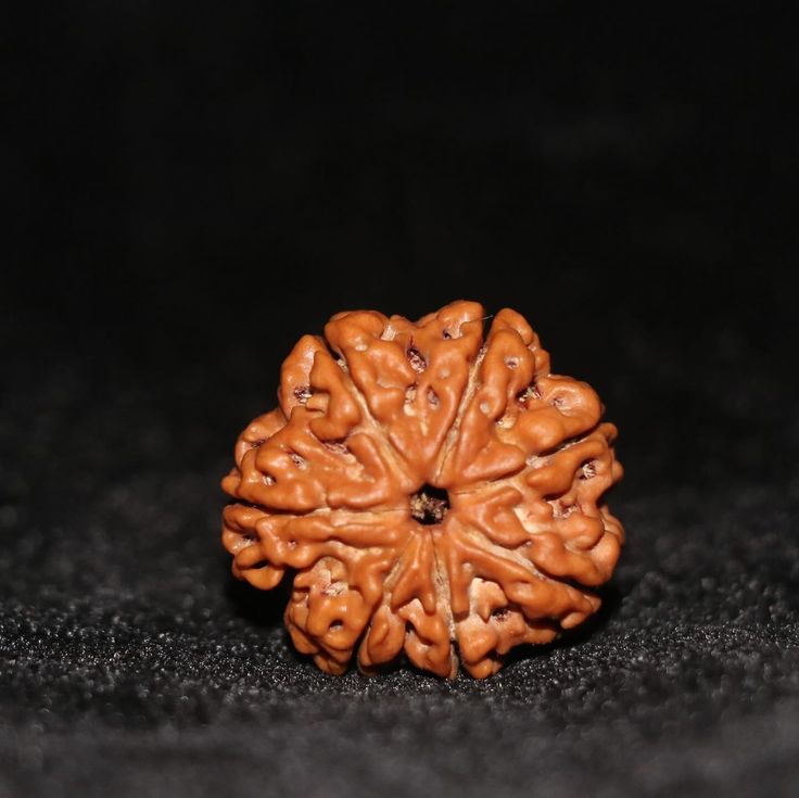 Original 7 Mukhi Nepali Rudraksha – Certified & Energized for Wealth, Health & Spiritual Balance