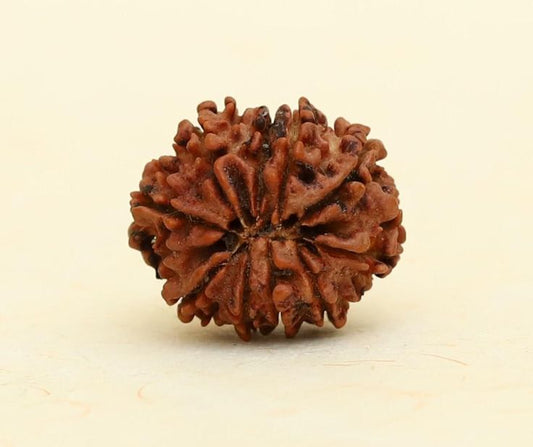 Original 7 Mukhi Nepali Rudraksha – Certified & Energized for Wealth, Health & Spiritual Balance