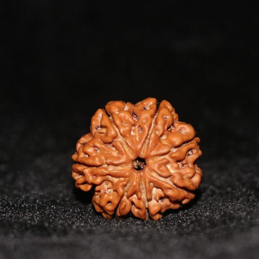 Original 7 Mukhi Nepali Rudraksha – Certified & Energized for Wealth, Health & Spiritual Balance